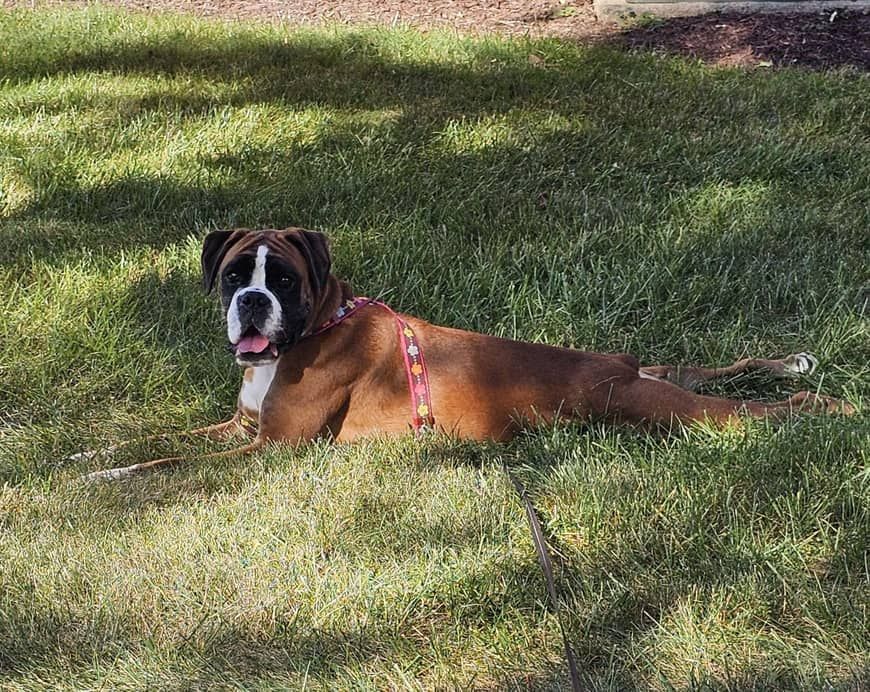 Brady checking out the backyard