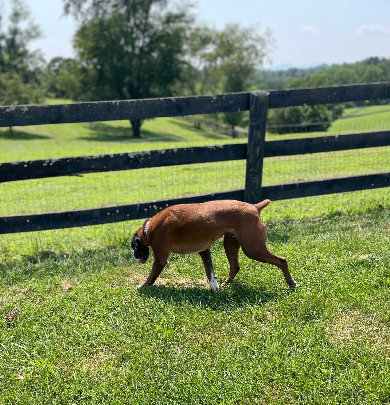Brady checking out the backyard