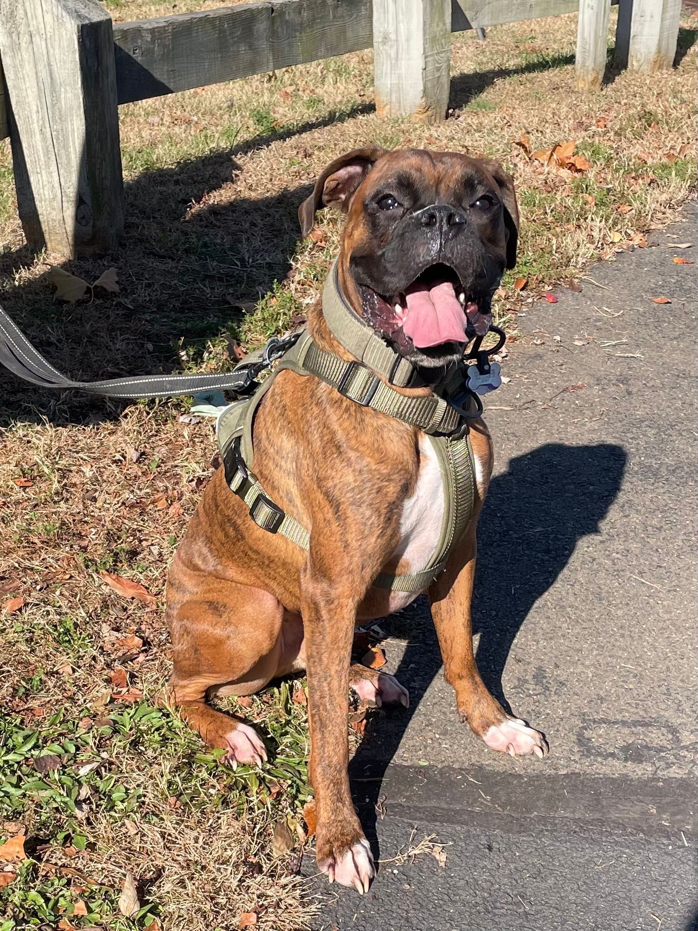 Brady checking out the backyard