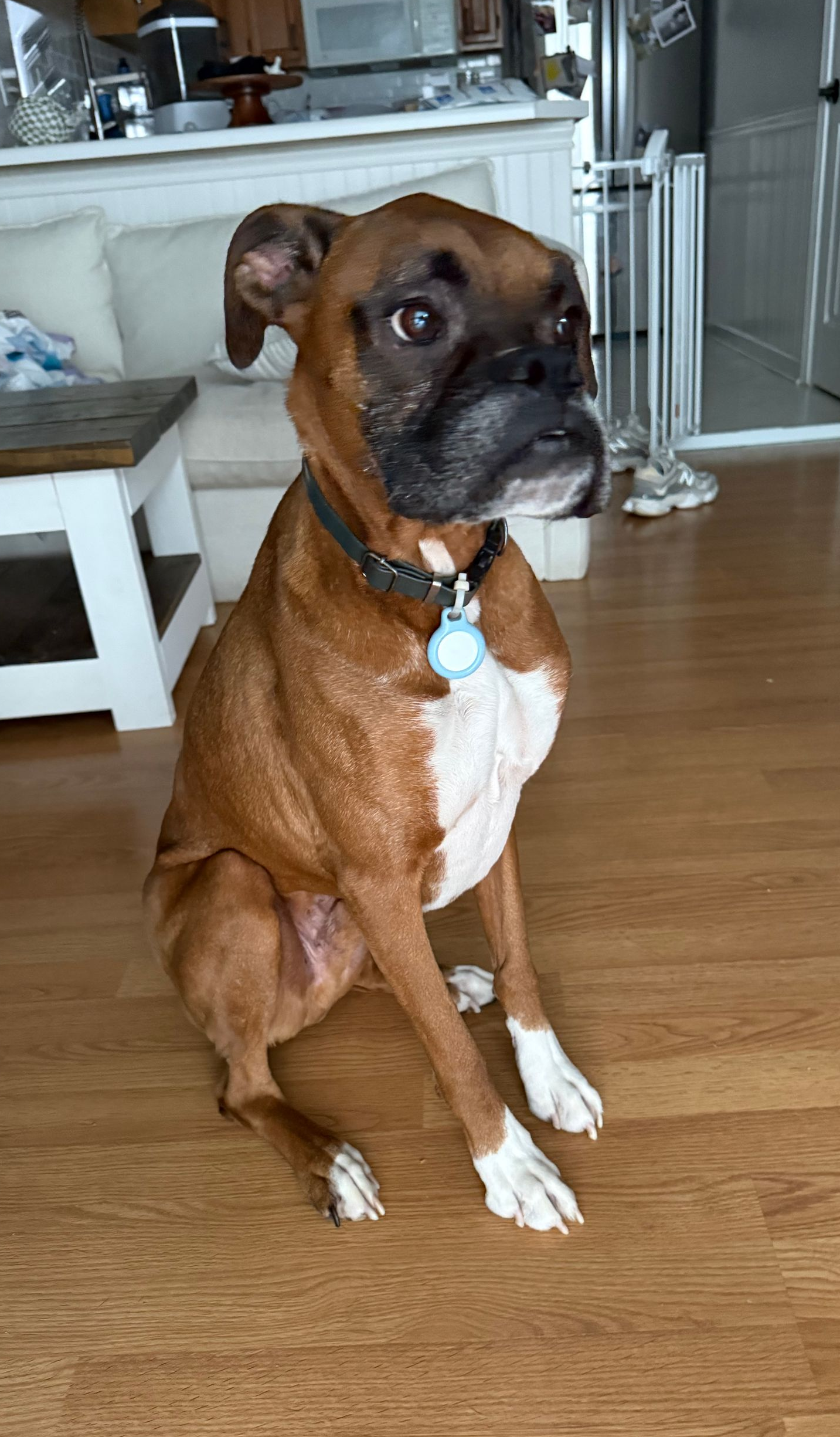 Brady checking out the backyard