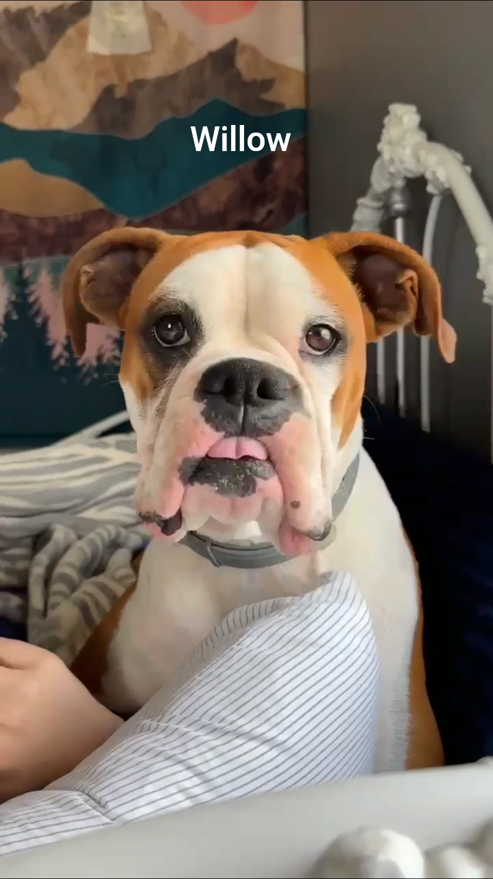 Brady checking out the backyard