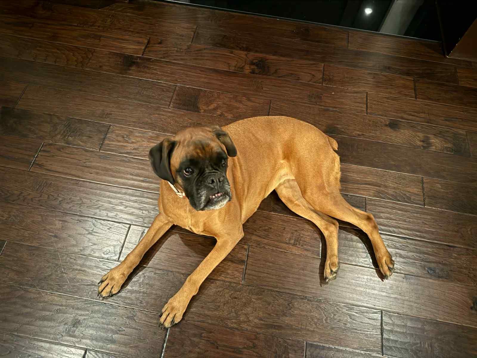 Brady checking out the backyard