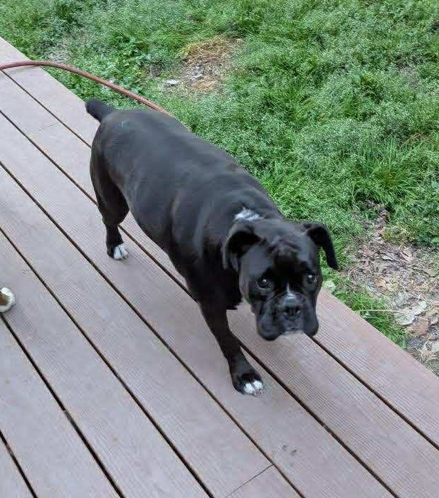 Brady checking out the backyard