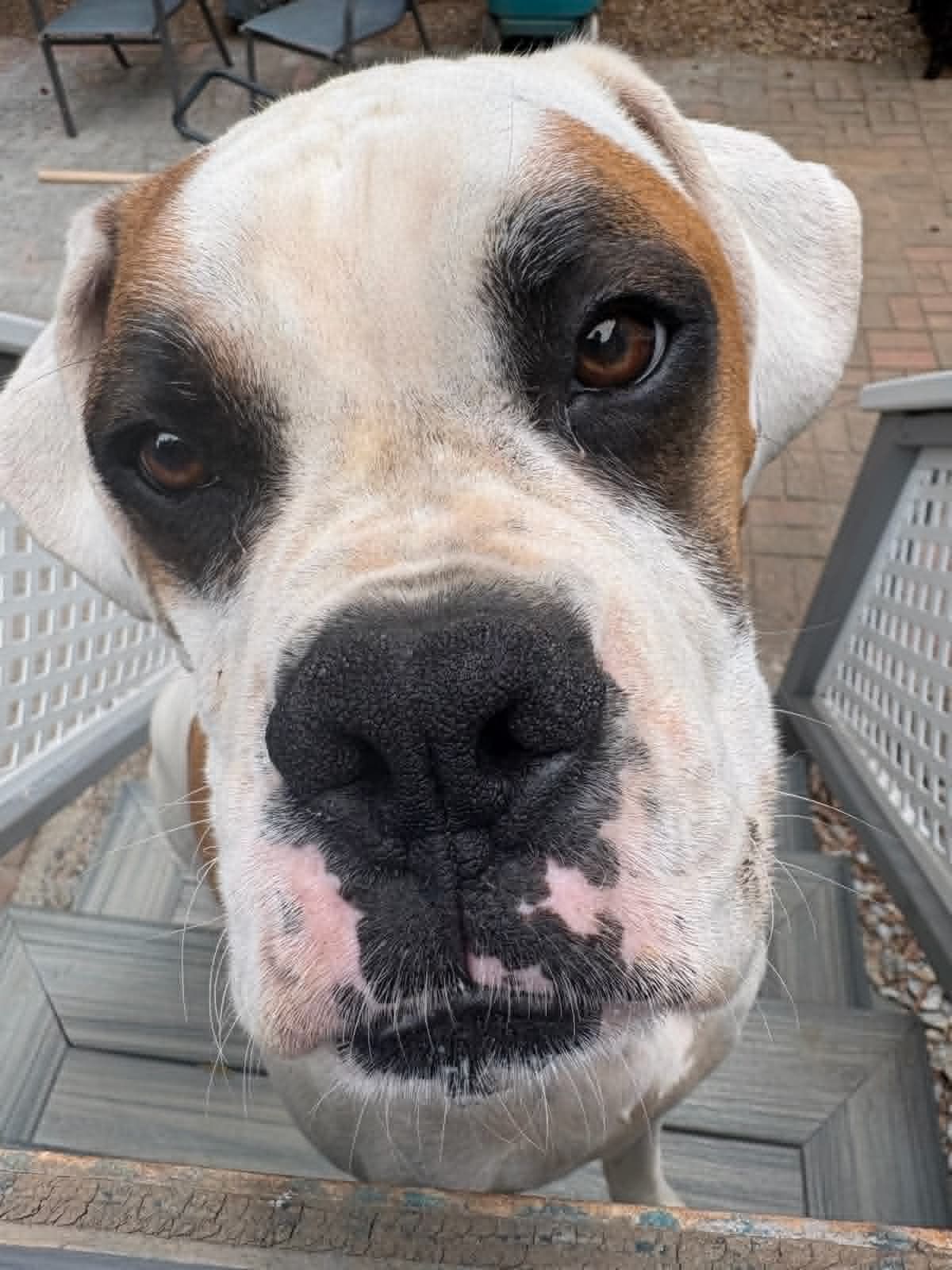 Brady checking out the backyard