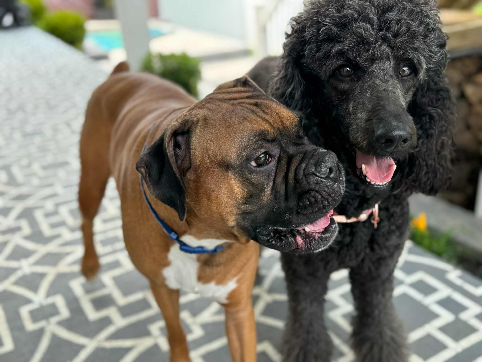 Max and his new family member