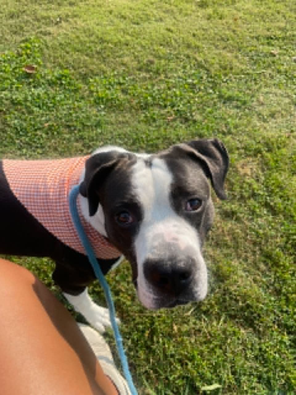 Brady checking out the backyard