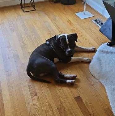 Brady checking out the backyard