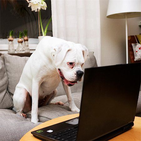 Boxer checking out the computer