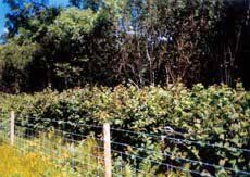 plantation fence