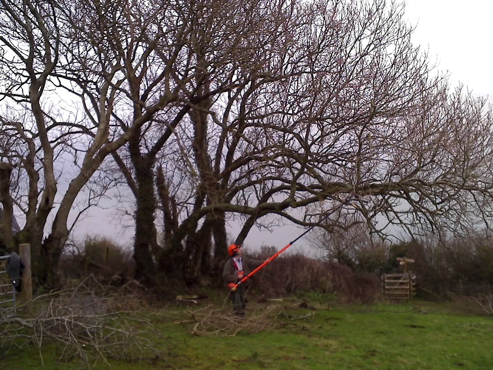 clearing tree