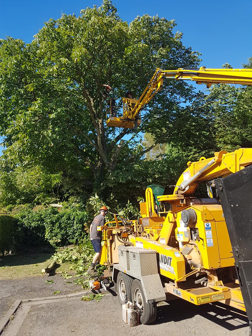 TREE CARE SERVICES
