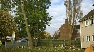 Trees pose a threat to neighbours