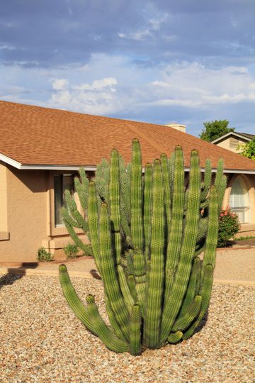 Tall green cactus in a desert yard in front of a beige house with a red tile roof Tall green cactus in a desert yard in front of a beige house with a red tile roof