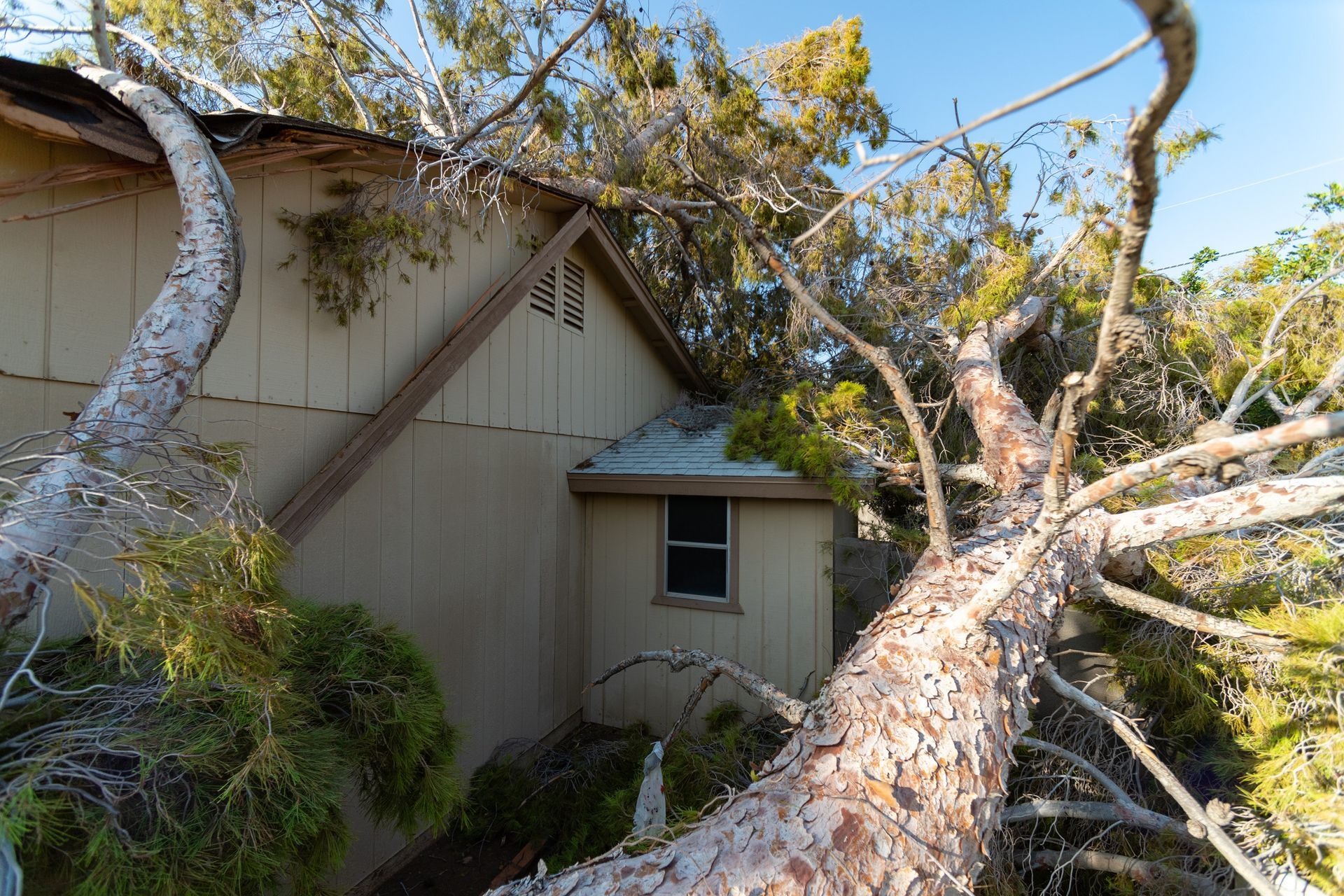 Fallen tree branches leaning over a beige house, blocking the roof and windows outdoors.