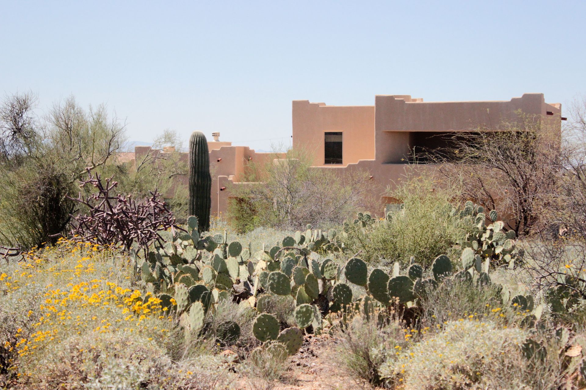 Desert landscape with cacti and wildflowers in front of a tan adobe-style building