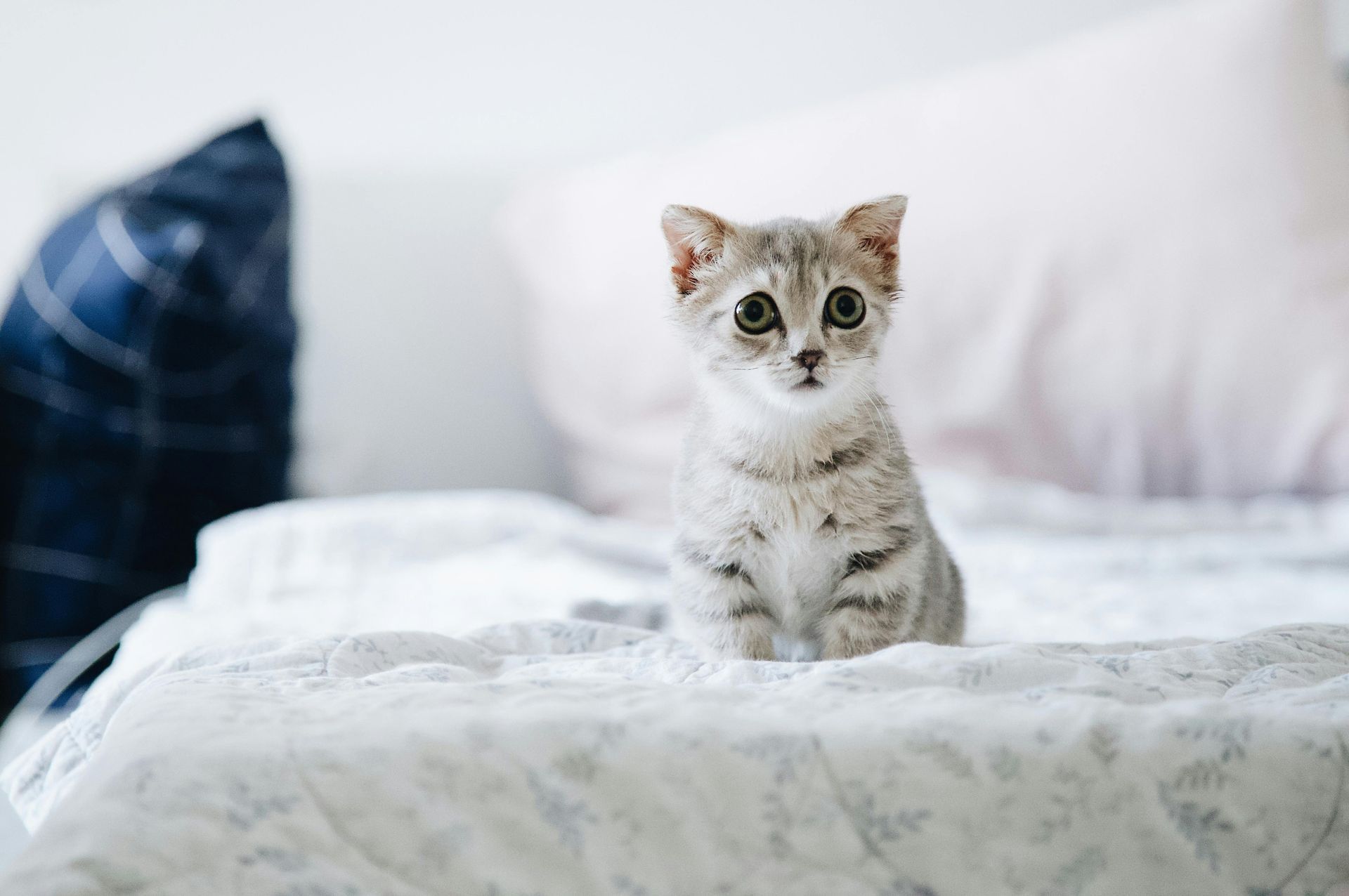 The most common air quality issues in pet-friendly homes