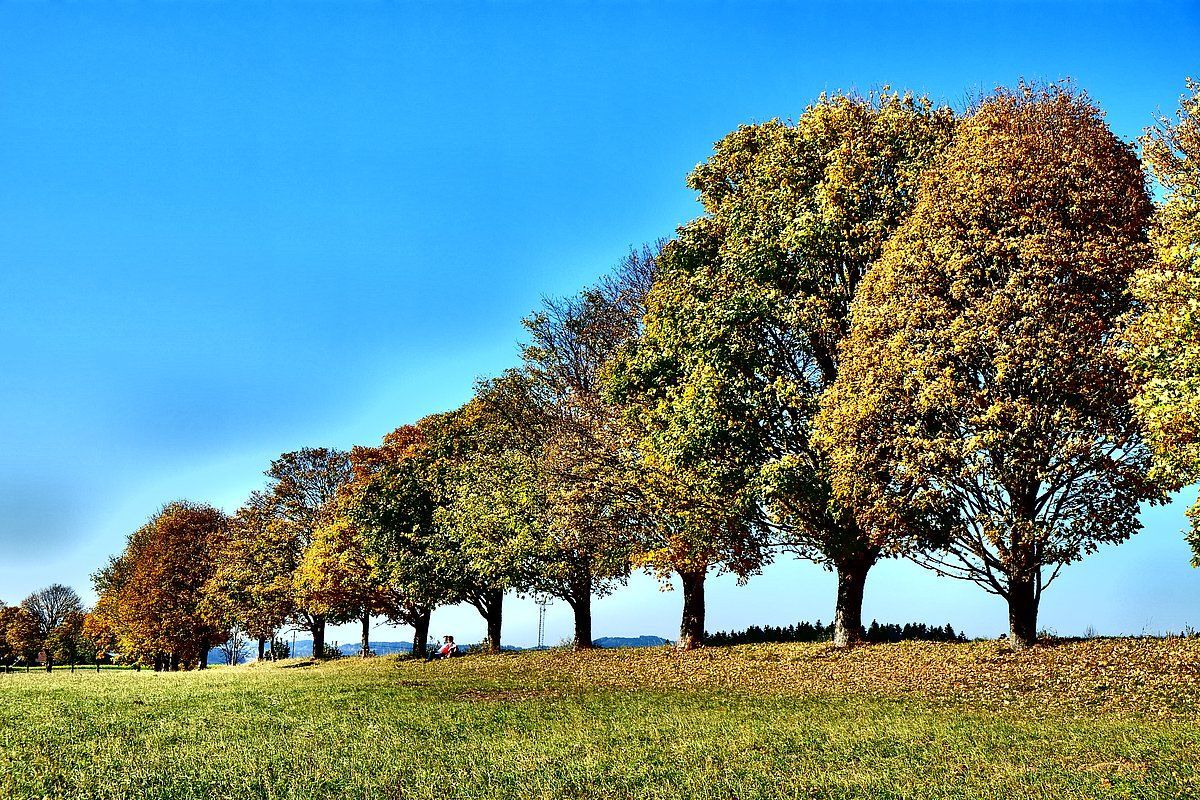 Row of autumn trees along a grassy field with blue sky.