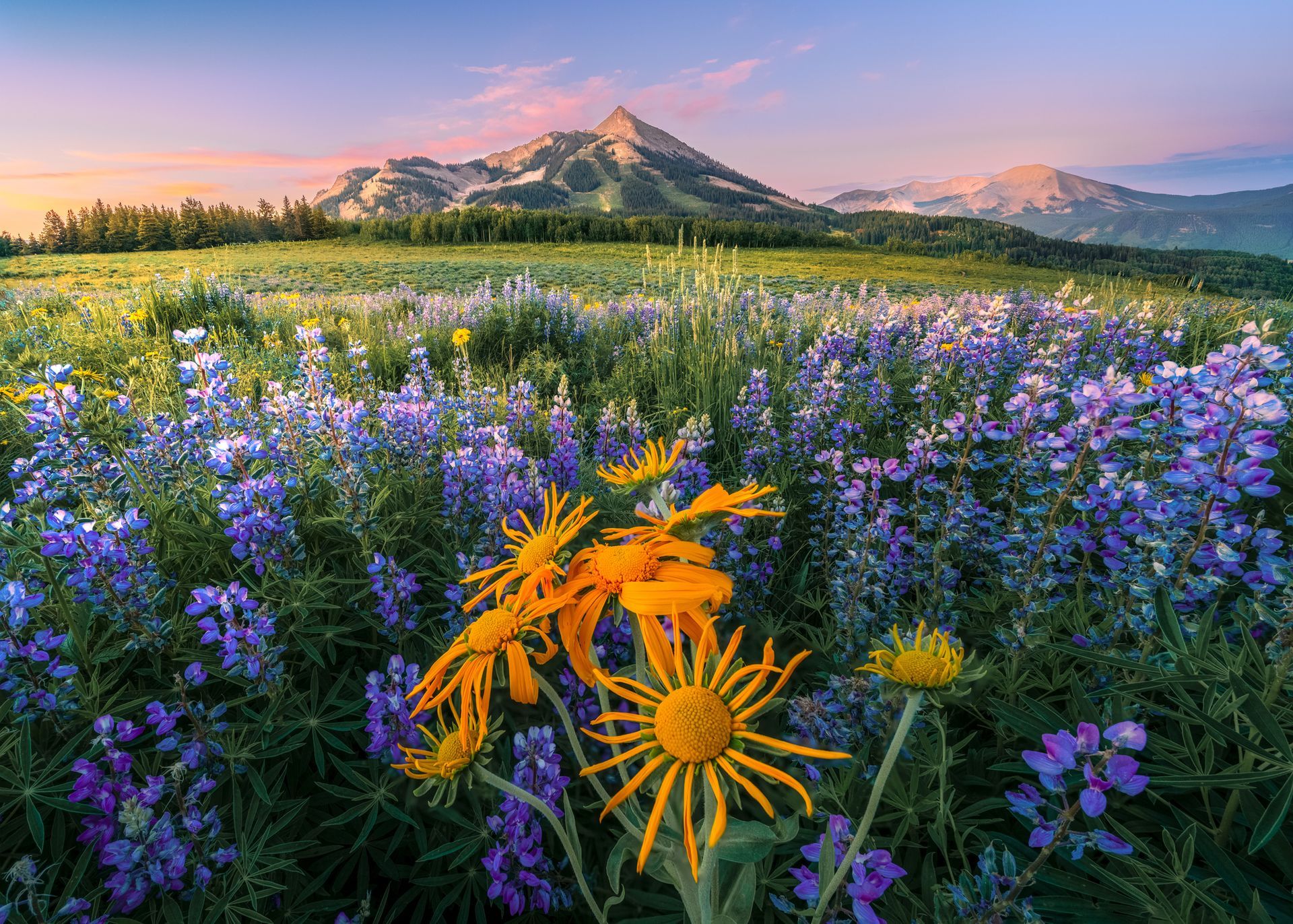 wild flowers near mountain