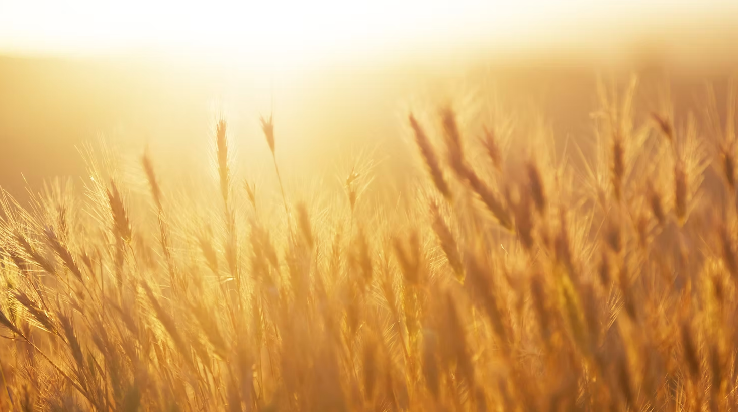 Golden wheat field sunlight