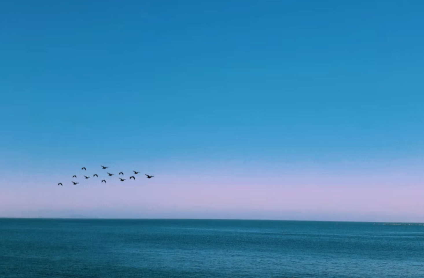 birds in the sky over sea