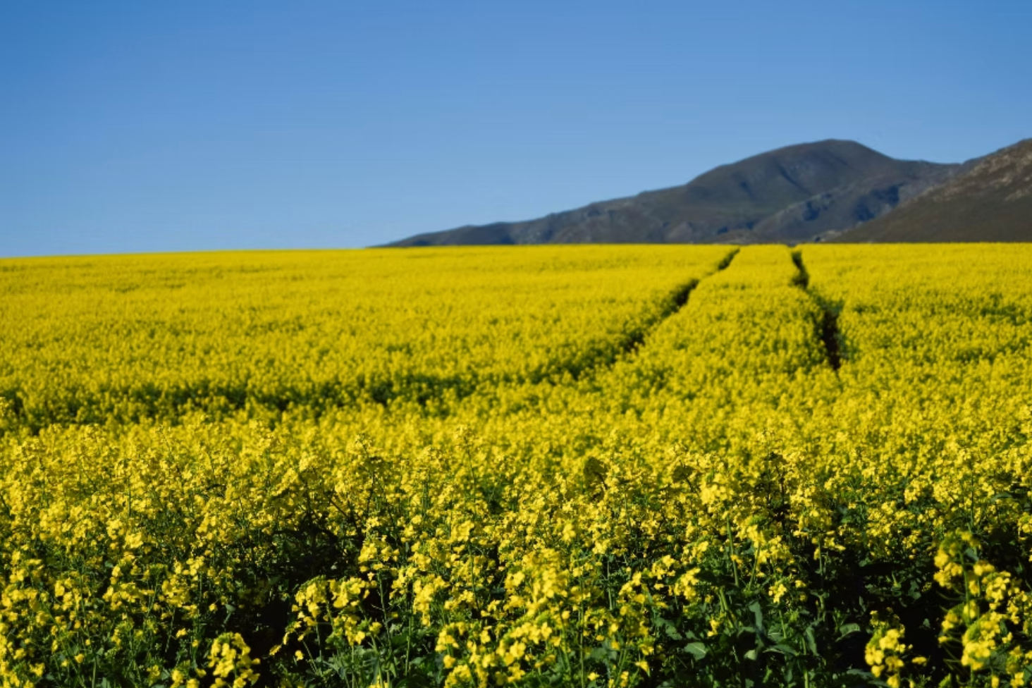 Field of yellow flowers
