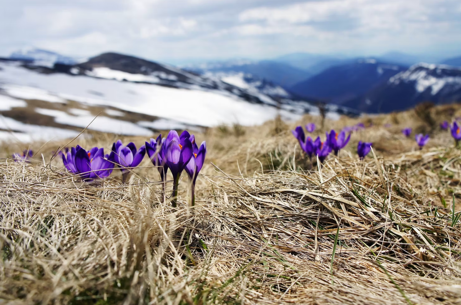 Wild flowers purple