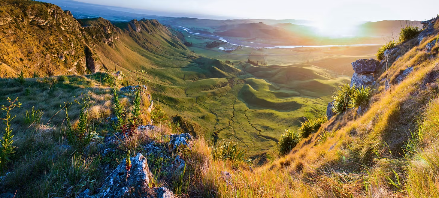 Green valley wild flowers