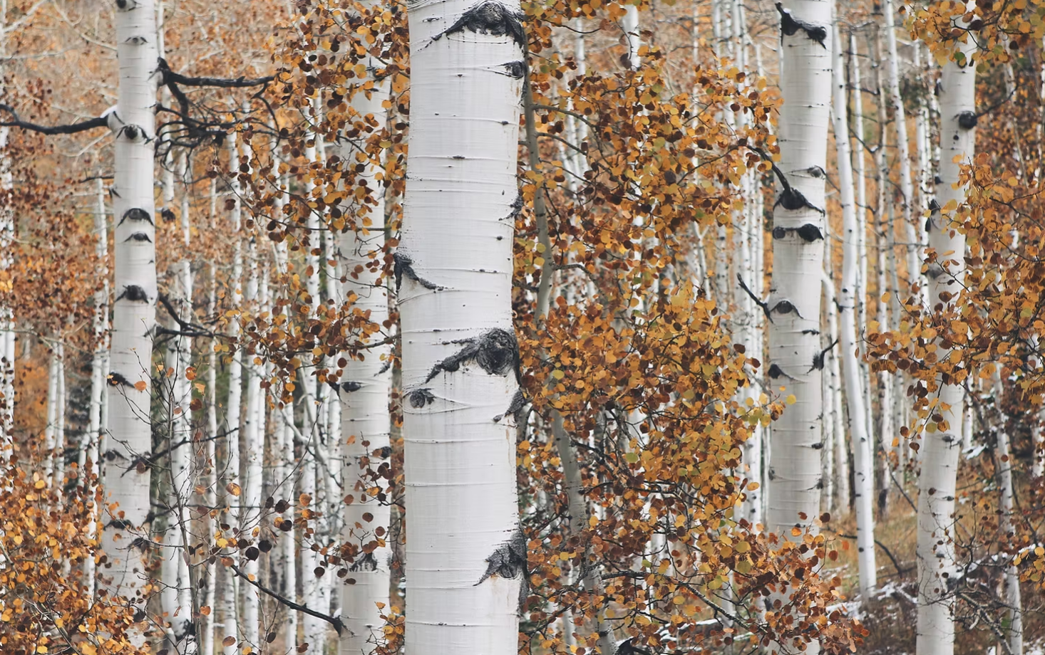 Birch trees