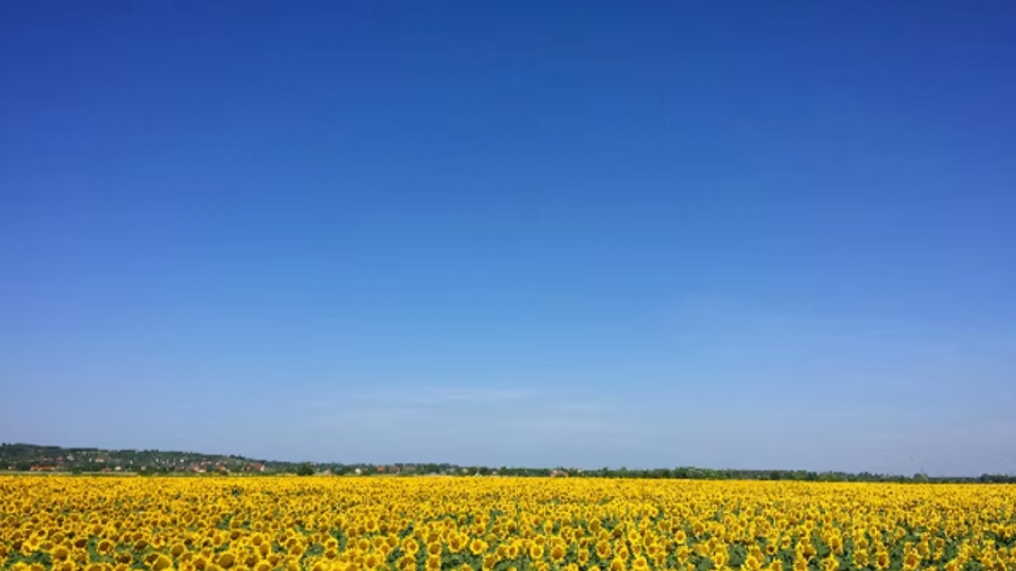 Sunflower field blue sky