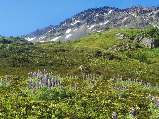 Blue sky green hills wild flowers