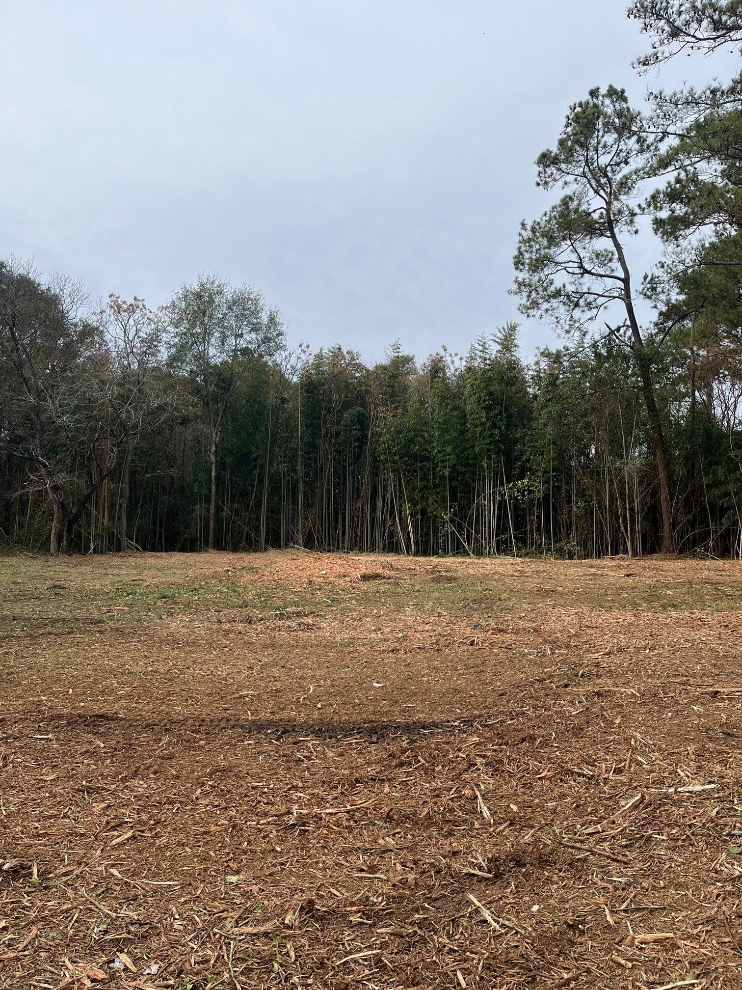 A field with trees in the background and a lot of wood chips on the ground.