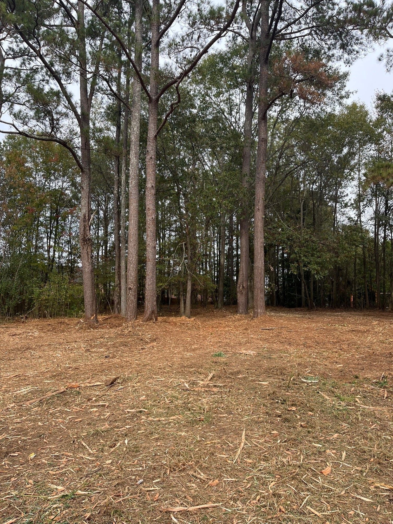 A field with trees in the background and a lot of leaves on the ground.