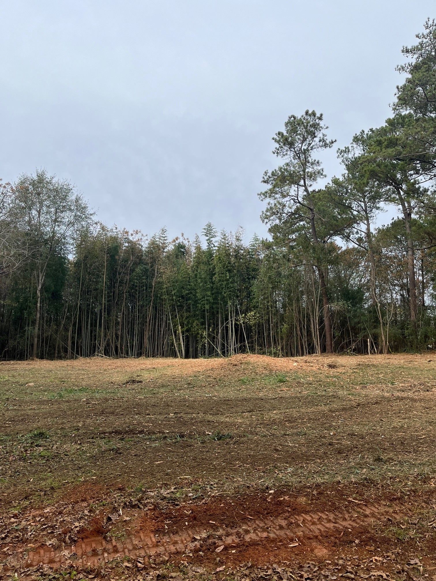 A field with trees in the background and a blue sky in the background.