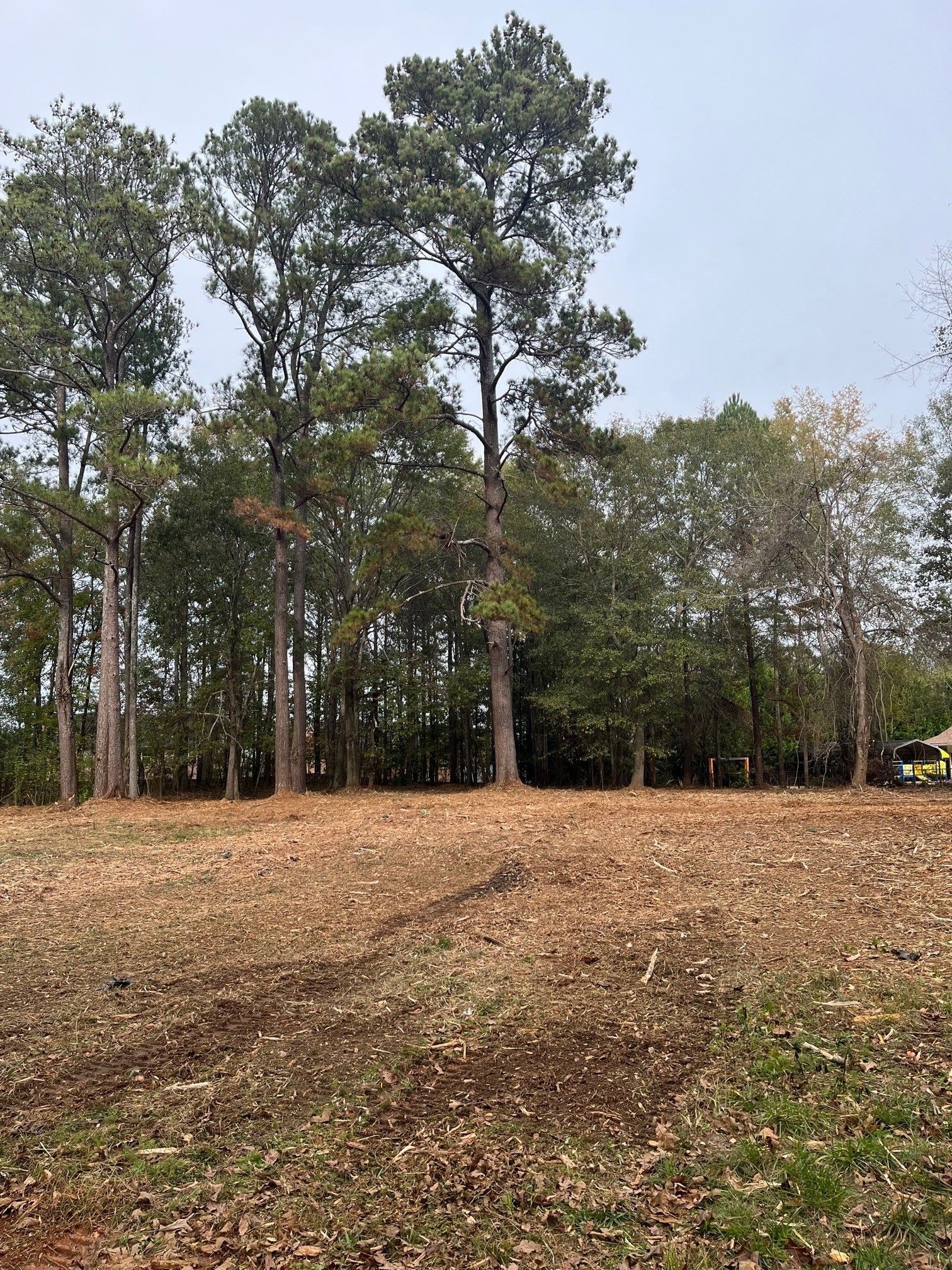 A field with trees in the background and a lot of leaves on the ground.