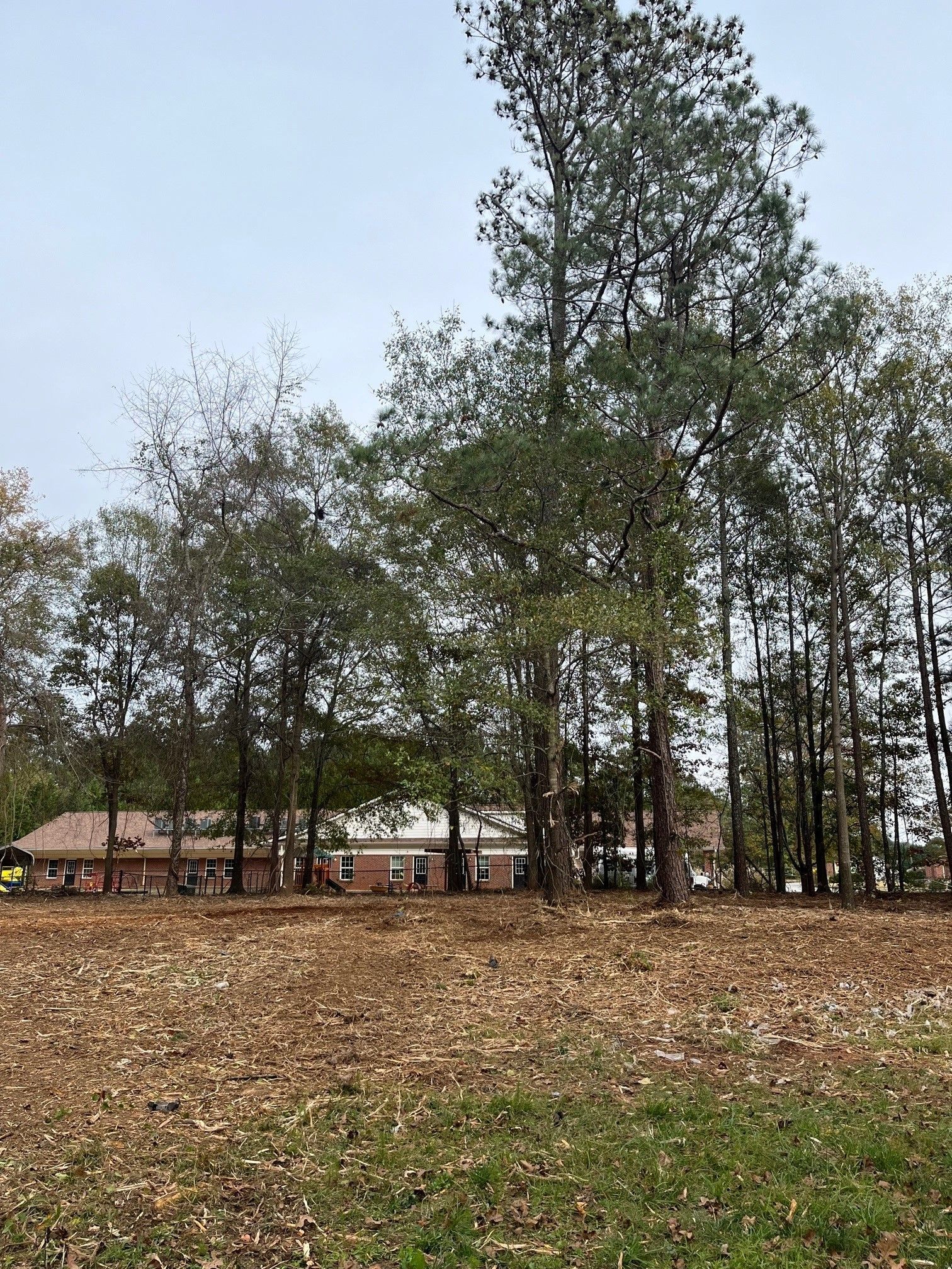 A row of trees in a field with a house in the background.