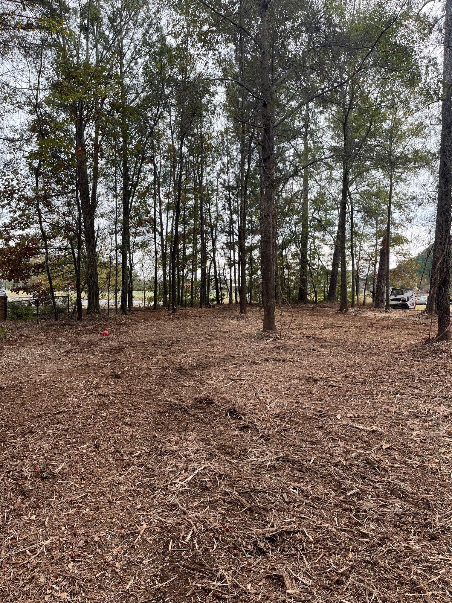 A lot of trees in a forest with a lot of leaves on the ground.