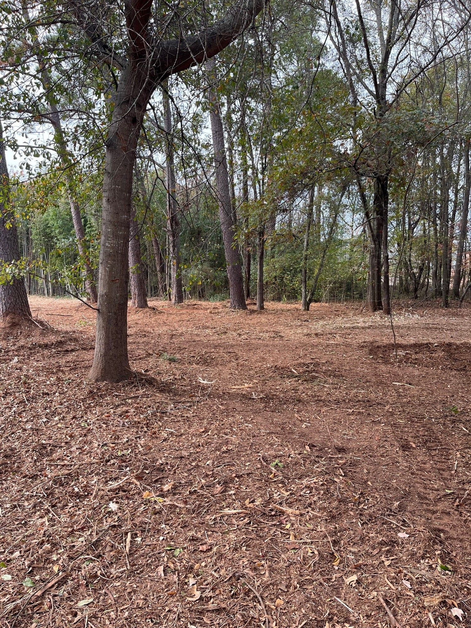 There is a lot of leaves on the ground in the woods.