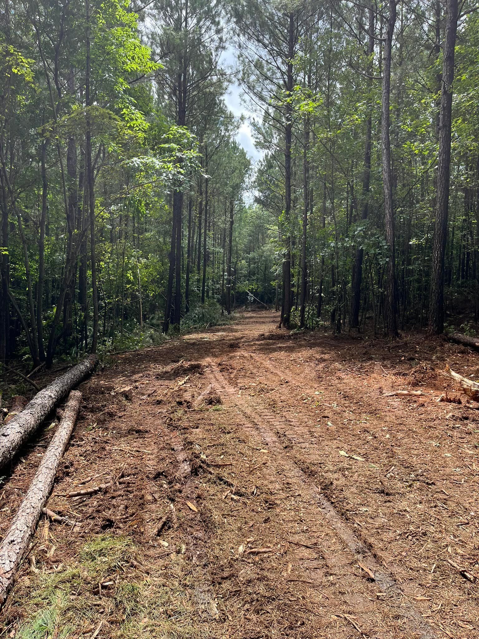 A dirt road in the middle of a forest.