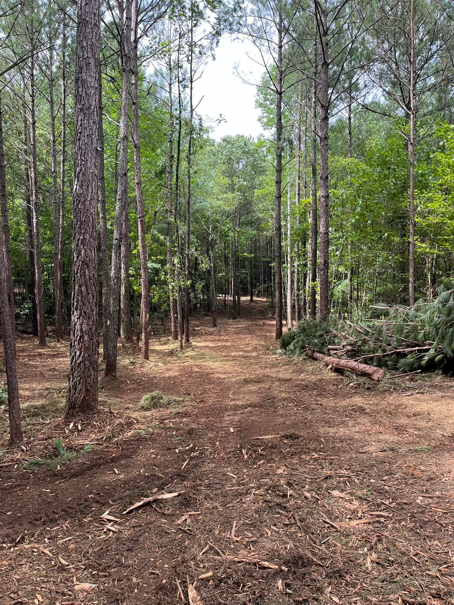 A path in the middle of a forest surrounded by trees.