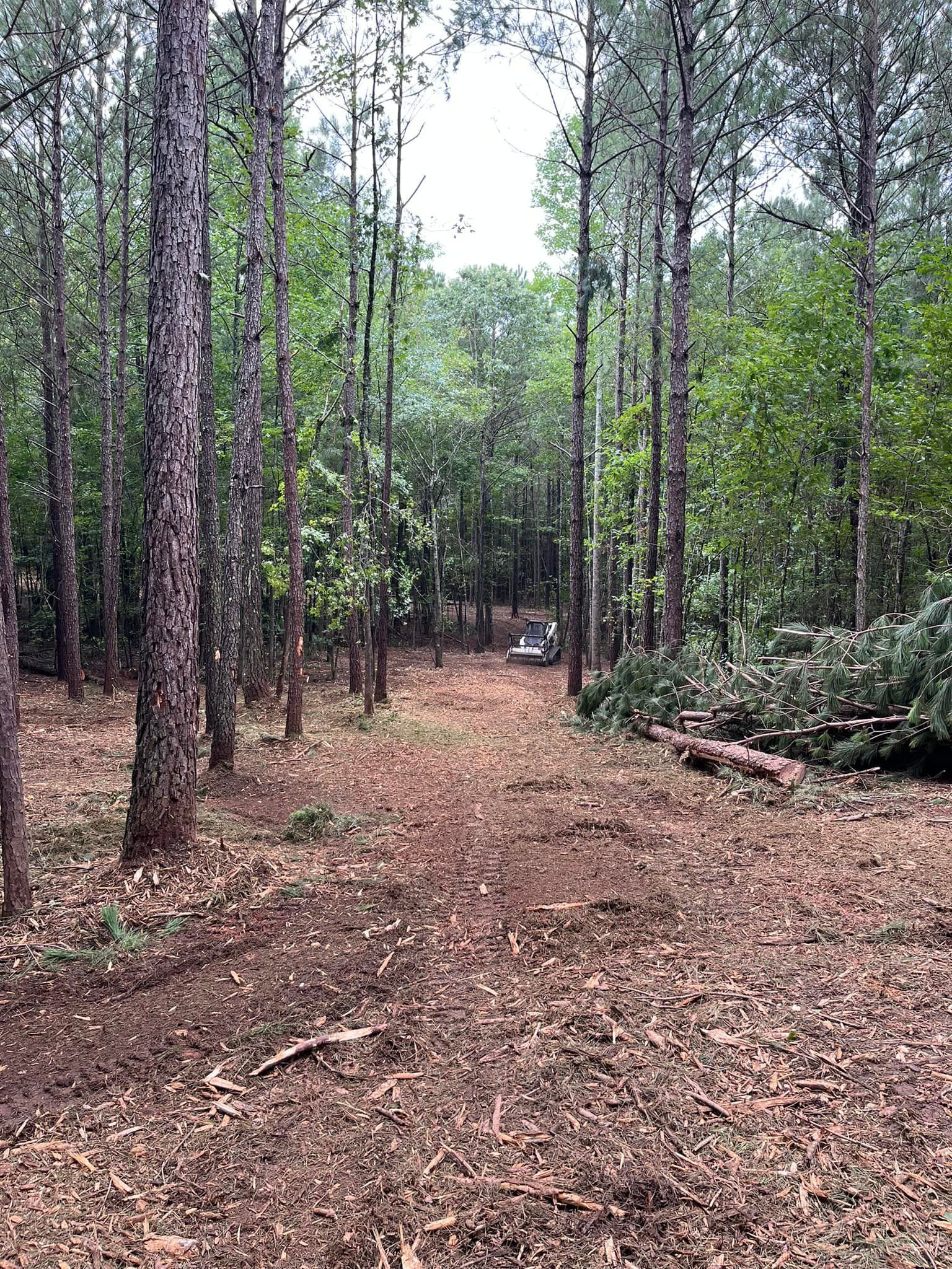 A path in the middle of a forest with trees and leaves on the ground.