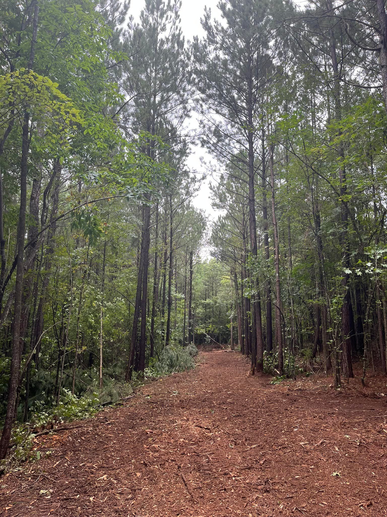 A dirt road in the middle of a forest with trees and leaves on the ground.