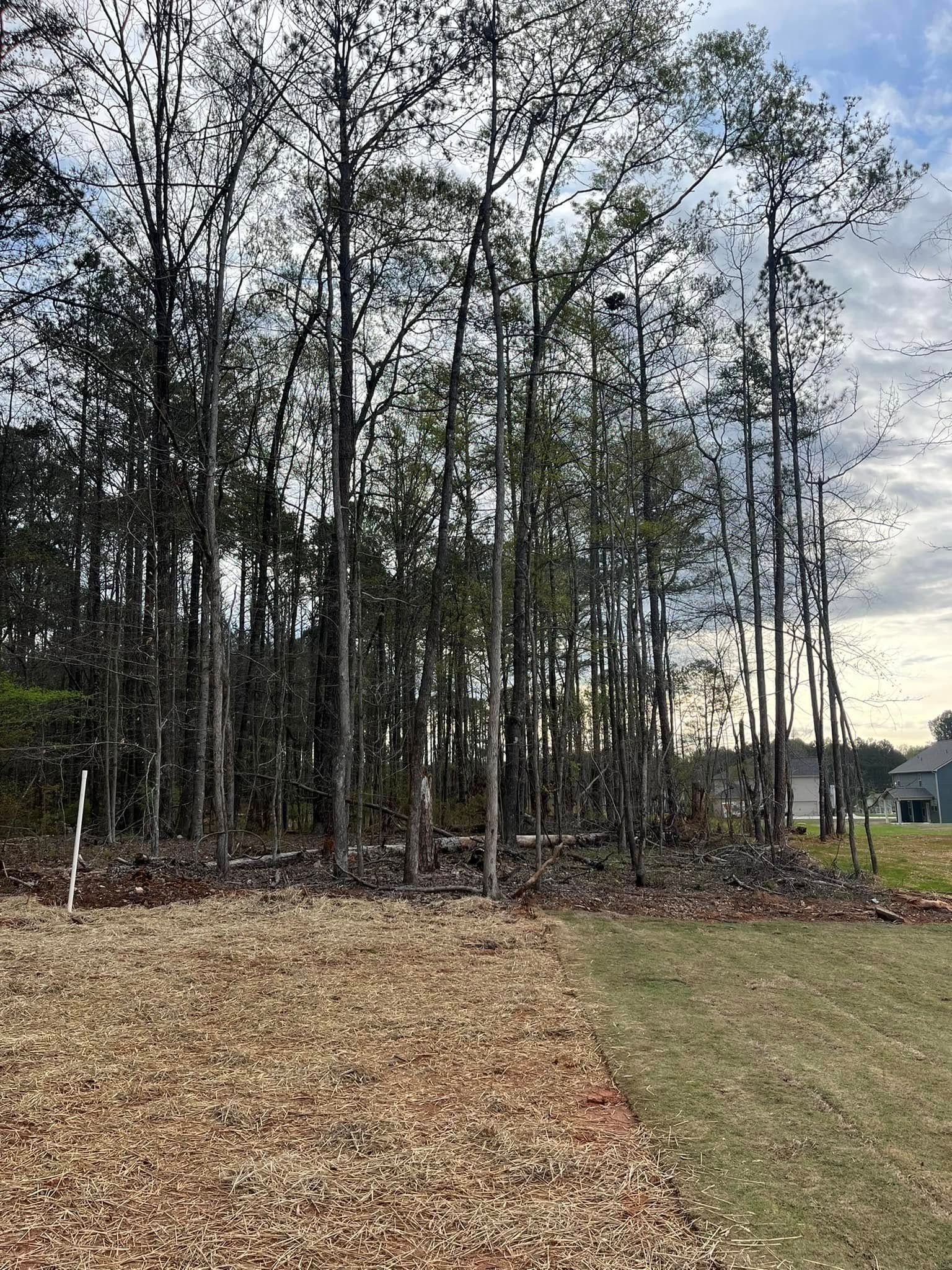 A lot of trees in the middle of a field.