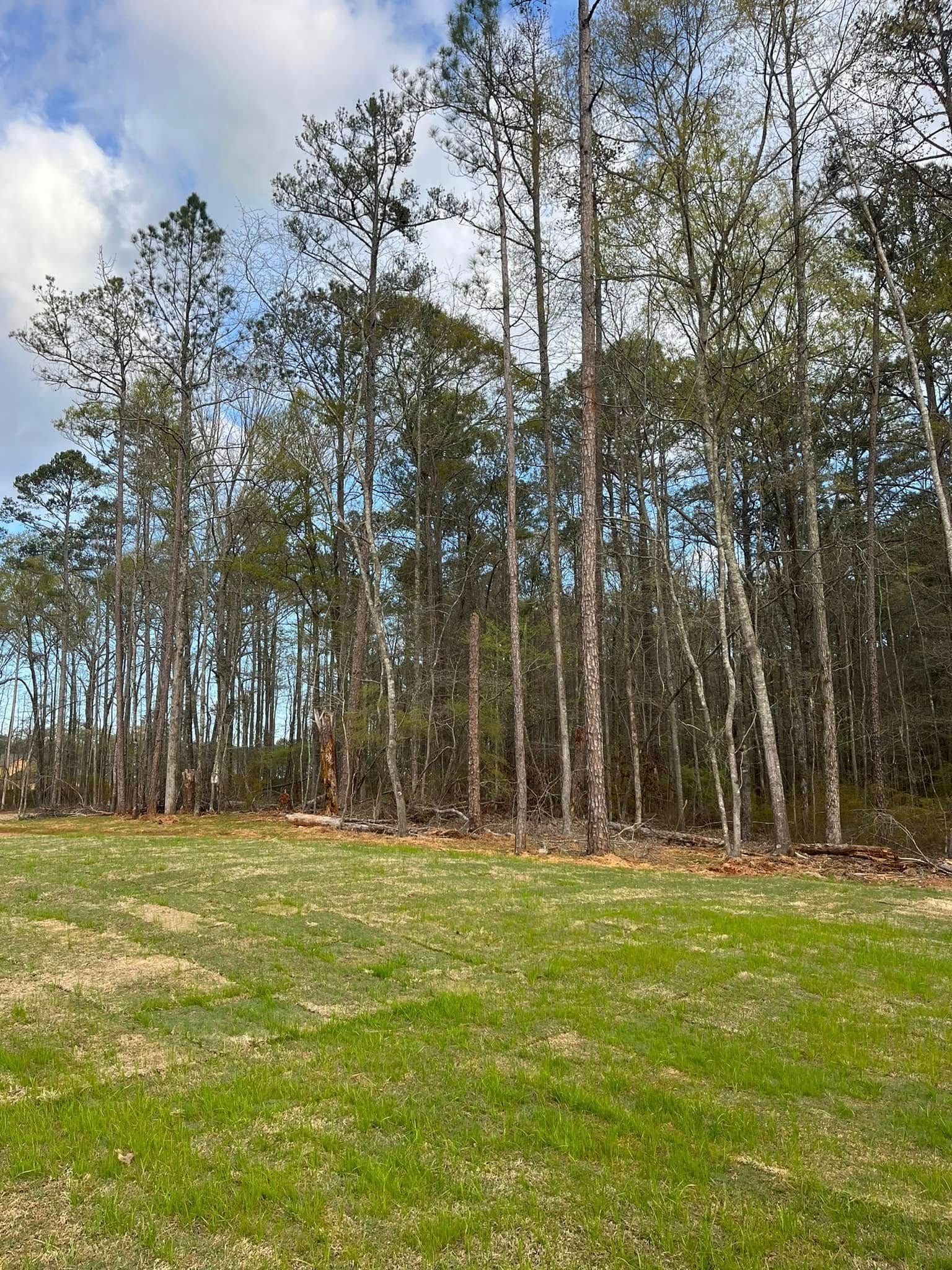 A lush green field surrounded by trees on a sunny day.