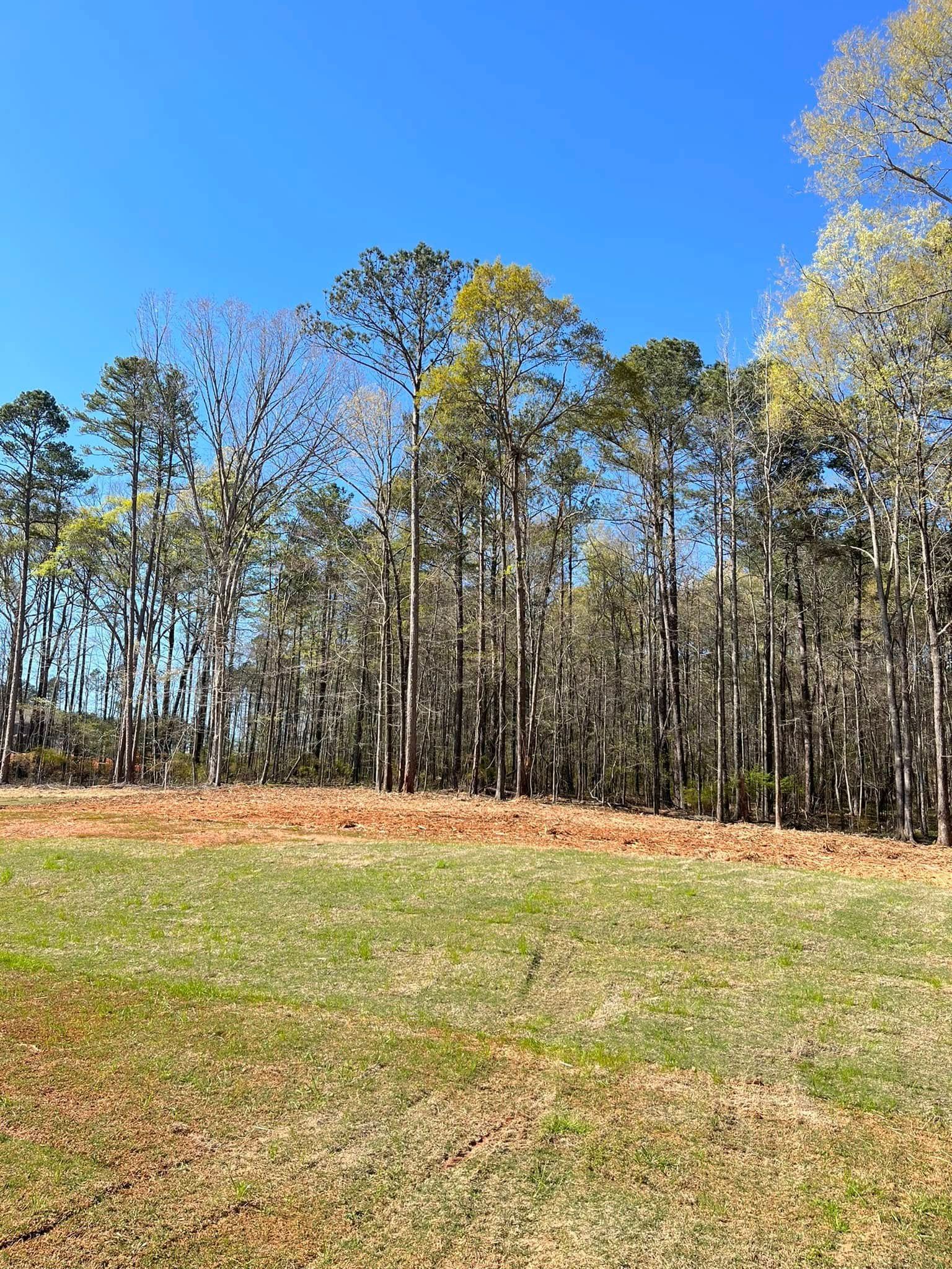 A field with trees in the background and a blue sky in the background.