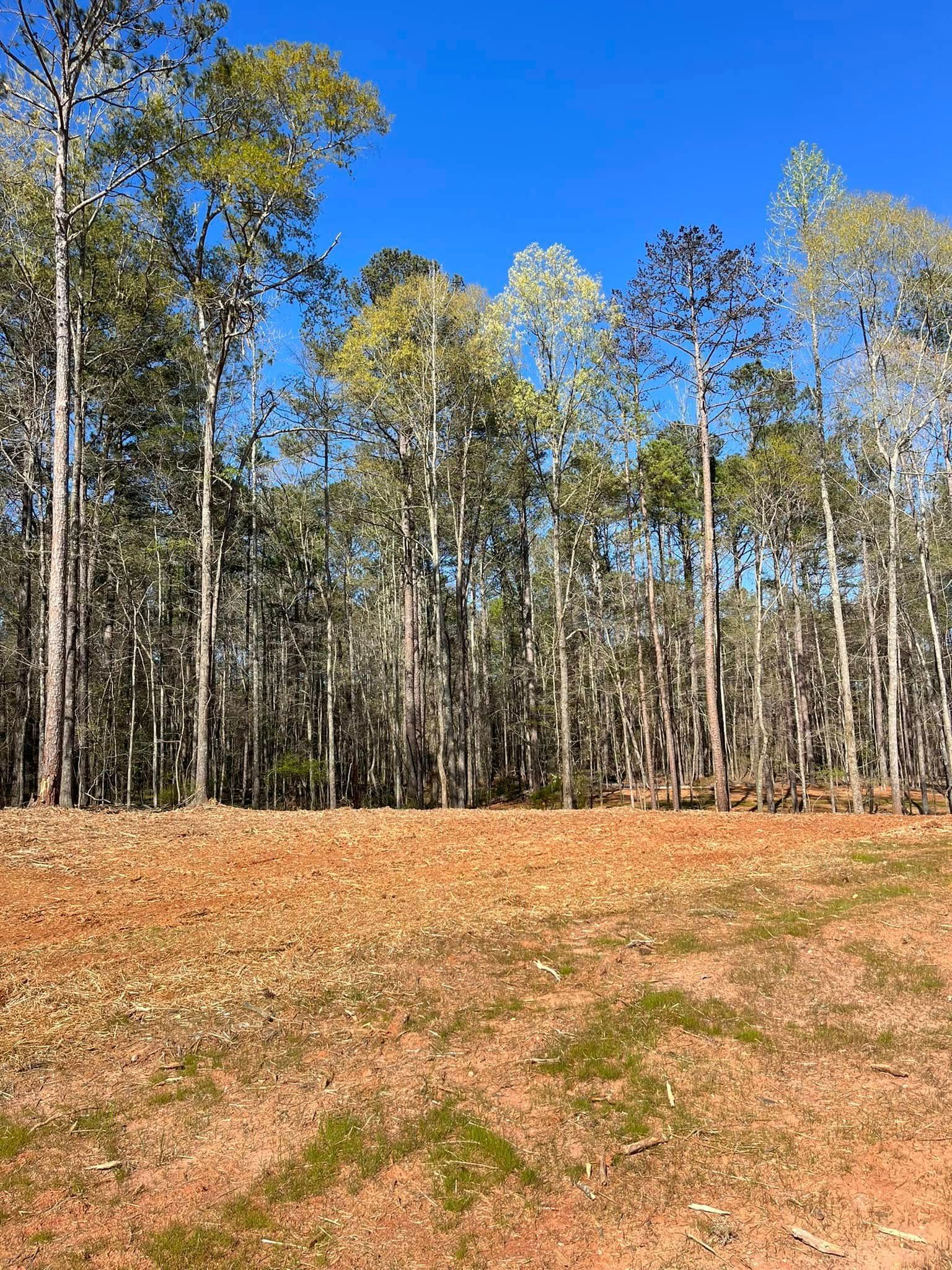 A field with trees in the background and a blue sky in the background.