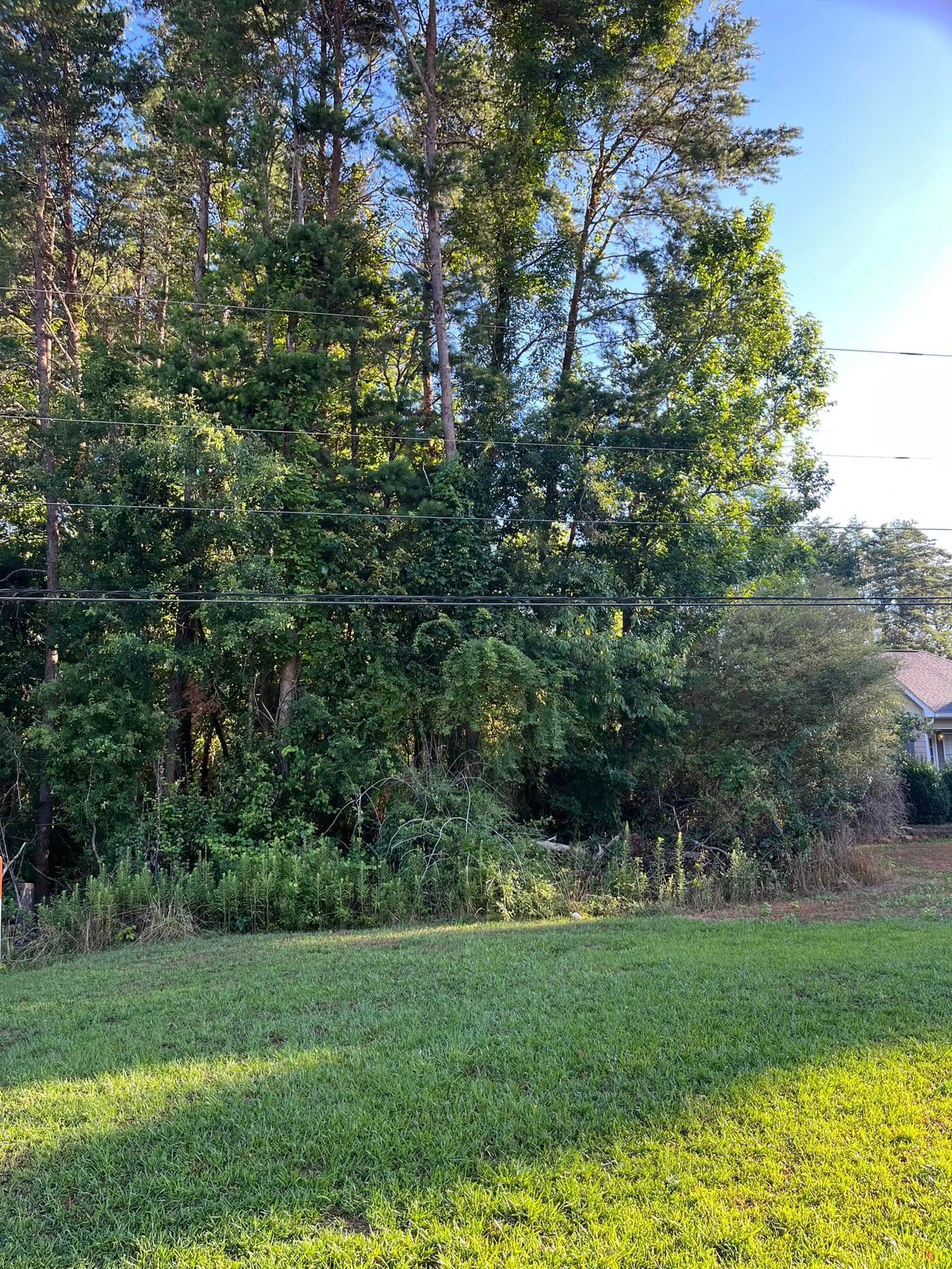 A lush green field with trees and power lines in the background.