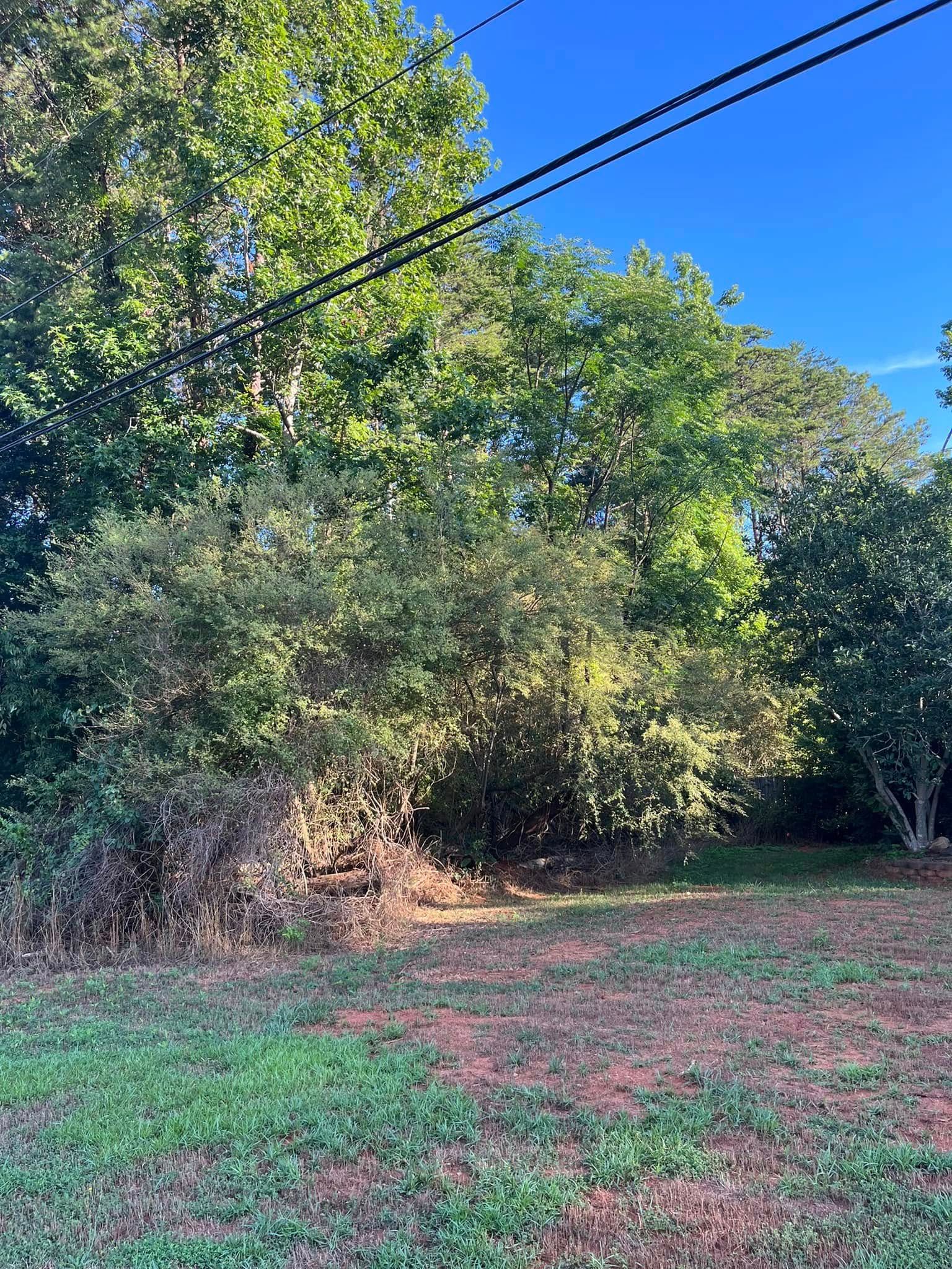 A lush green field with trees and power lines in the background.