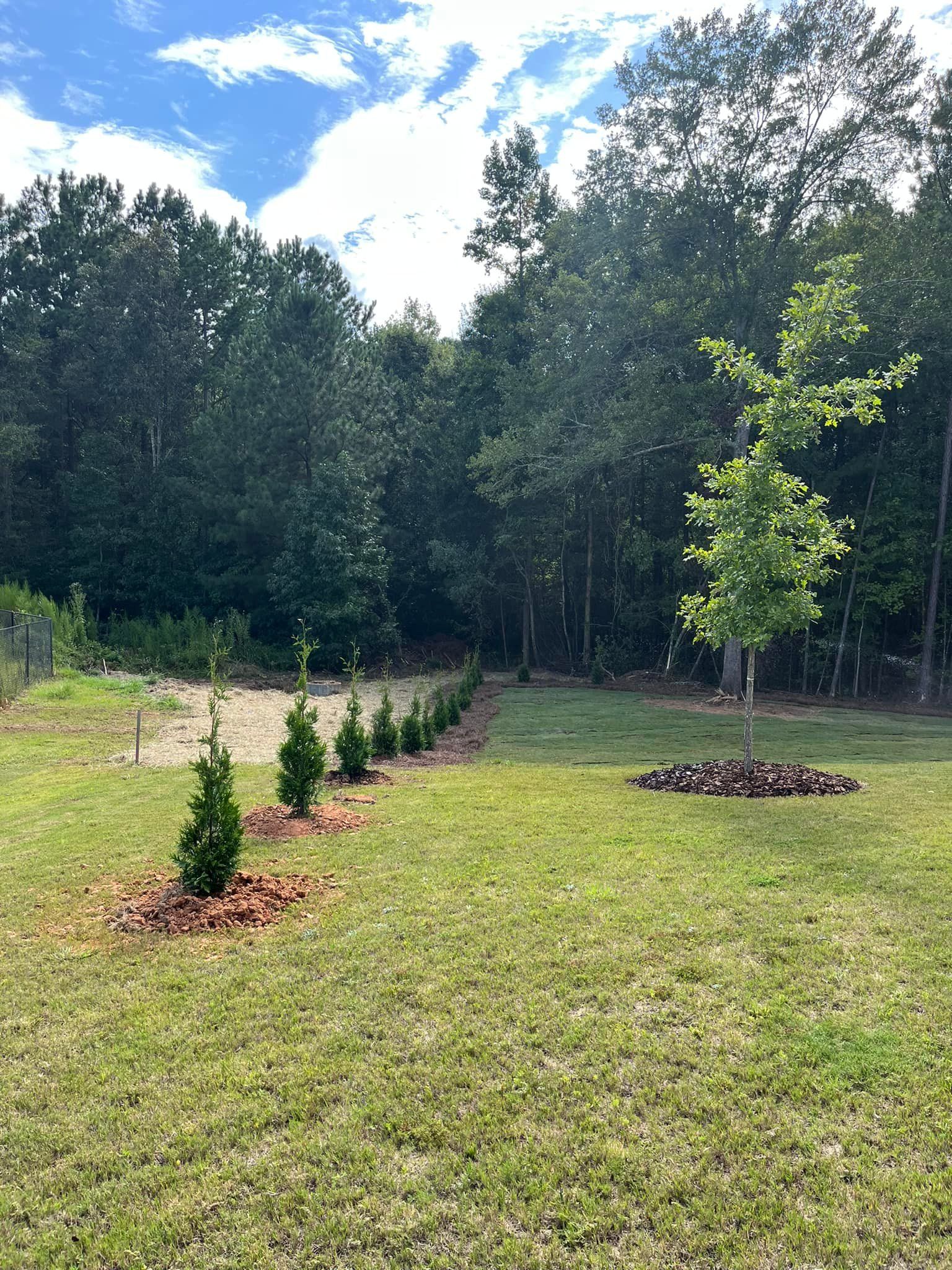 A row of trees in a grassy field with trees in the background.