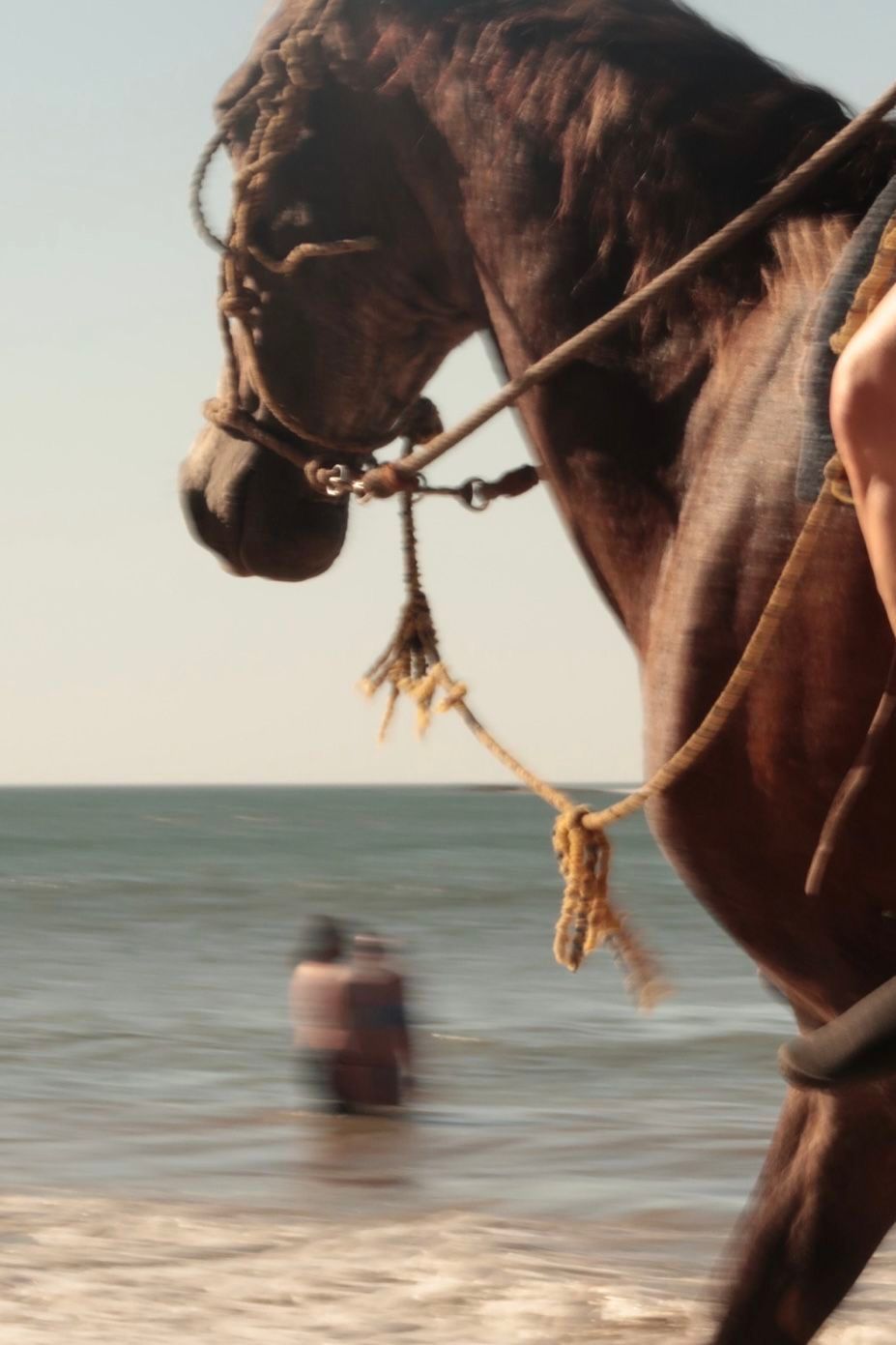 Brown horse in harness stands on a beach with the sea behind it and a blurred figure in the water