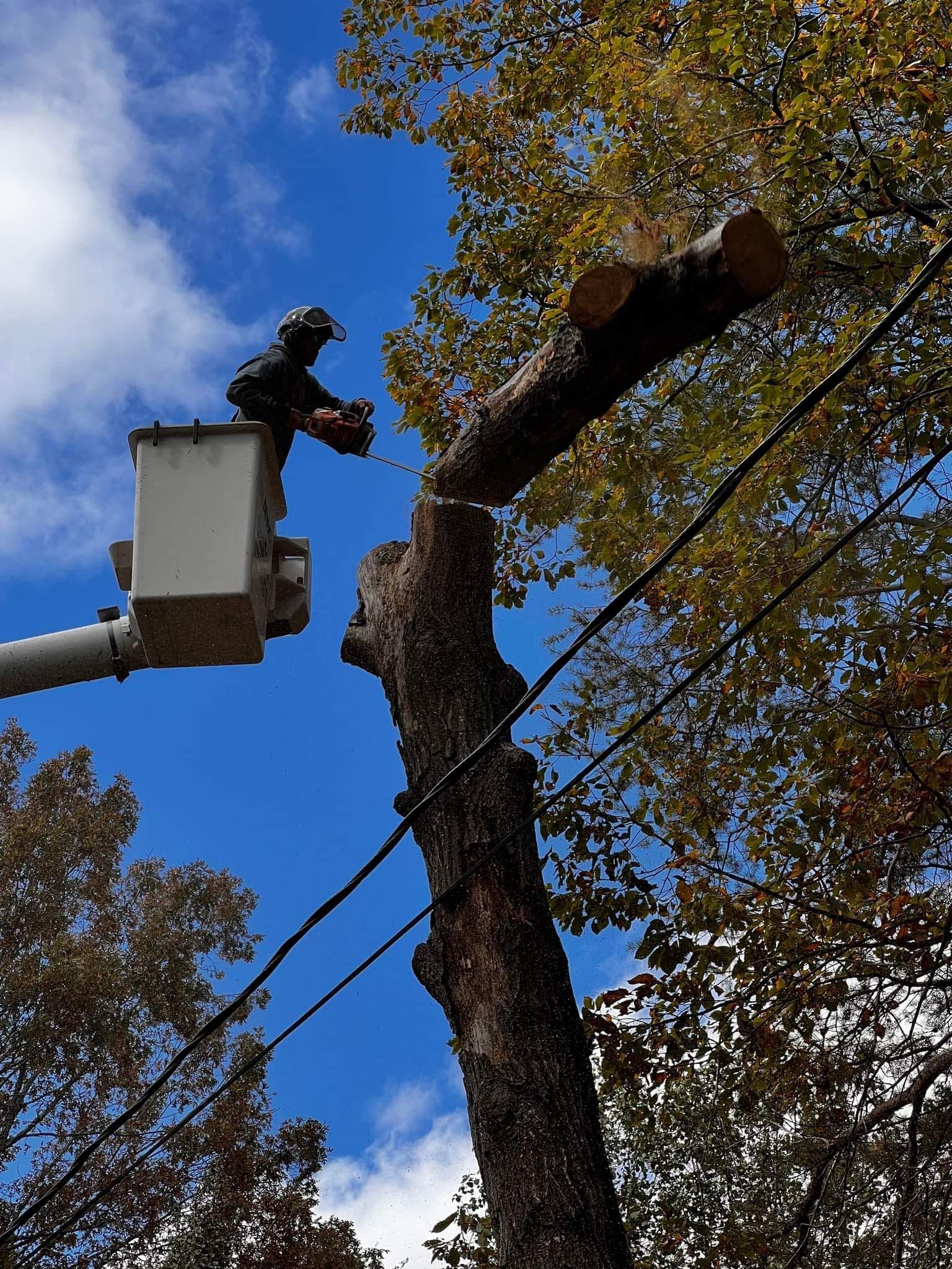 A man in a bucket is cutting a tree branch